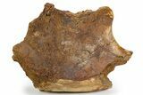 Hadrosaur Partial Ilium (Edmontosaurus) Bone - Wyoming #303380-1